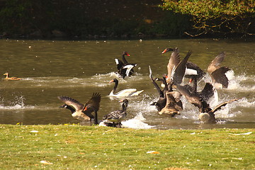 Image showing Black swan, anatidae