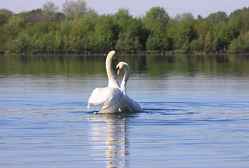 Image showing Mating swans