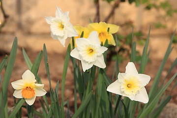Image showing daffodil,  narcissus, jonquille, narcisse