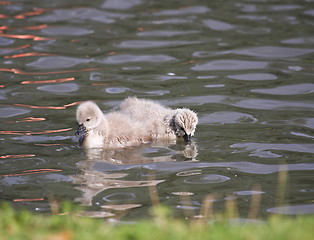 Image showing Young black swan, cygnets anatidae