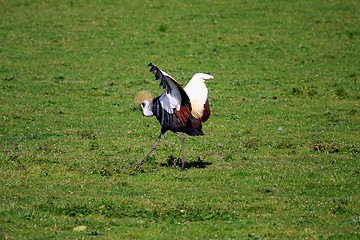 Image showing crowned crane