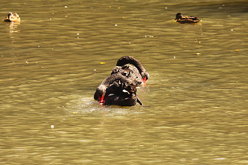 Image showing Black swan, anatidae