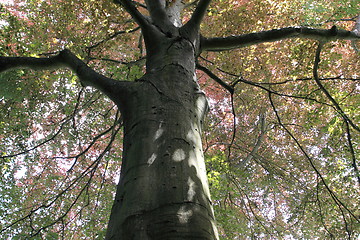 Image showing copper beech, tree-top