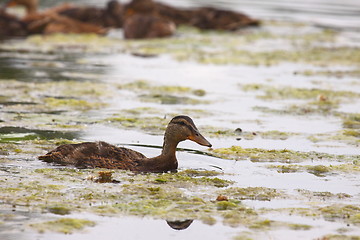 Image showing Young mallard female, duck cane