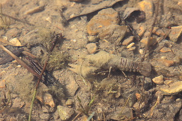 Image showing crayfish in its natural environment, in water