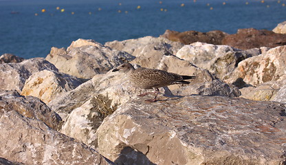 Image showing Young Gull, seagull