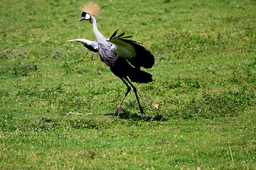 Image showing crowned crane