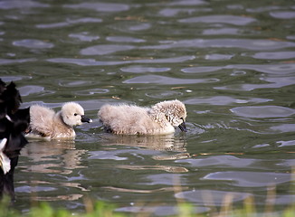 Image showing Young black swan, cygnets anatidae