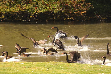 Image showing Black swan, anatidae