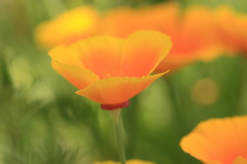 Image showing Eschscholtzia of California, california poppy