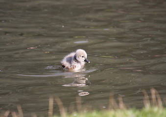 Image showing Young black swan, cygnets anatidae