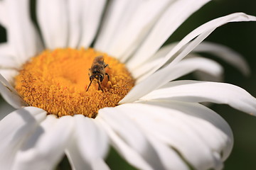 Image showing Bee, Apoidea, Abeille