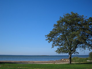 Image showing Lonely tree by the sea