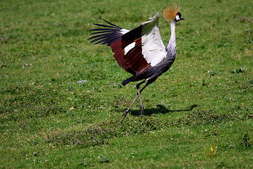 Image showing crowned crane