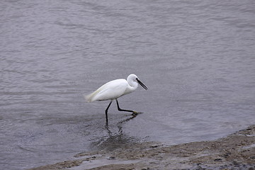 Image showing Little Egret, Aigrette Garzette