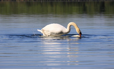 Image showing Mating swans