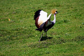 Image showing crowned crane