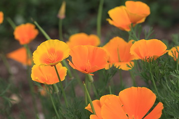 Image showing Eschscholtzia of California, california poppy