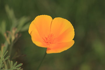 Image showing Eschscholtzia of California, california poppy