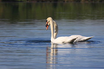 Image showing Mating swans