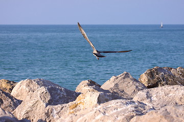 Image showing Young Gull, seagull