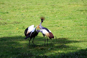 Image showing crowned crane