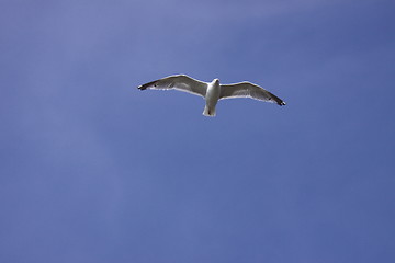 Image showing Gull, seagull