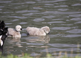 Image showing Young black swan, cygnets anatidae