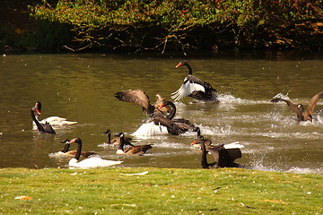 Image showing Black swan, anatidae