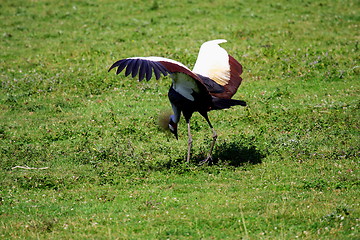 Image showing crowned crane