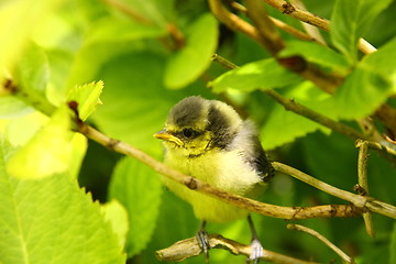 Image showing Baby blue tit, chick