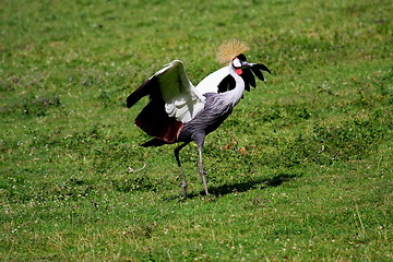 Image showing crowned crane