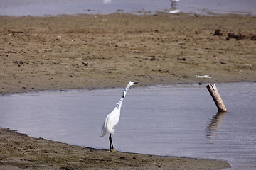 Image showing Little Egret, Aigrette Garzette