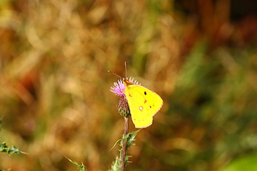 Image showing colias crocea, le soucis