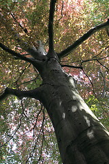 Image showing copper beech, tree-top