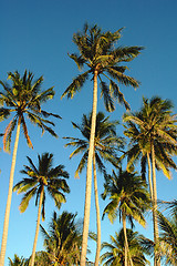 Image showing Coconut trees