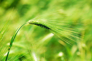 Image showing Wheat ear