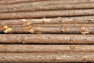 Image showing Pine log