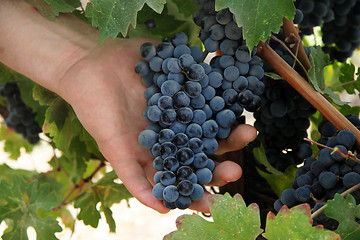 Image showing Hand holding grapes