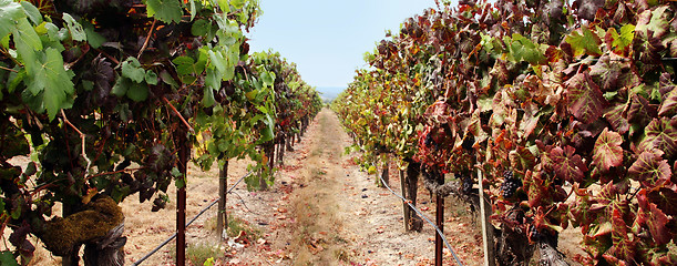 Image showing Vineyard panorama