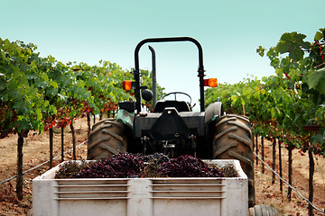 Image showing Truck at a vineyard