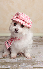 Image showing Trendy cute dog