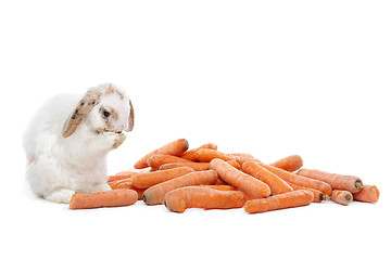 Image showing rabbit eating carrots