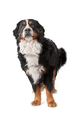 Image showing Bernese Mountain Dog