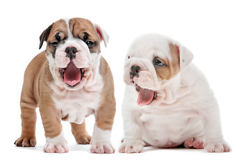 Image showing yawning puppies