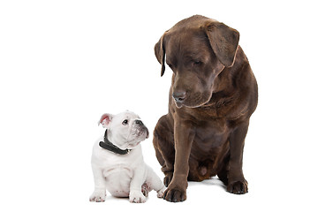 Image showing Two dogs