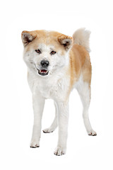 Image showing Akita Inu dog