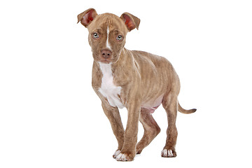 Image showing Pitbull puppy