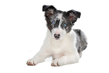 Image showing blue merle border collie puppy
