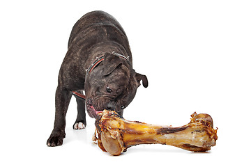 Image showing English Bulldog eating a bone